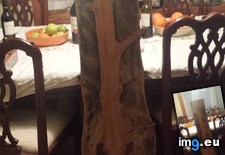Tags: boyfriend, cut, dead, mom, tree (Pict. in My r/MILDLYINTERESTING favs)