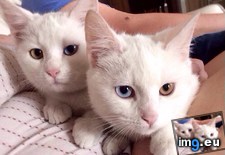 Tags: eyes, kitten, rescue (Pict. in My r/MILDLYINTERESTING favs)