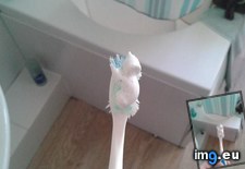 Tags: koala, looked, lot, morning, toothpaste (Pict. in My r/MILDLYINTERESTING favs)