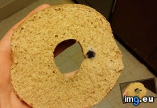 Tags: bagel, blueberry, wheat (Pict. in My r/MILDLYINTERESTING favs)