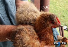 Tags: chickens, feathers, fur, grows, one (Pict. in My r/MILDLYINTERESTING favs)