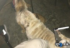 Tags: dog, dogs, long, one, picture, two (Pict. in My r/MILDLYINTERESTING favs)