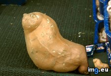 Tags: how, huh, potato, puppy, shaped, walrus, yam (Pict. in My r/MILDLYINTERESTING favs)