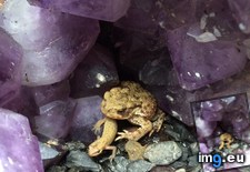 Tags: amethyst, cubby, newt, saw, sitting, toad (Pict. in My r/MILDLYINTERESTING favs)