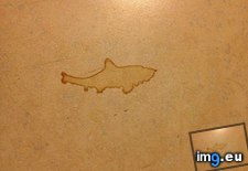 Tags: coffee, shaped, shark, stain (Pict. in My r/MILDLYINTERESTING favs)