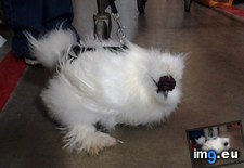 Tags: chicken, pet, store, walking (Pict. in My r/MILDLYINTERESTING favs)