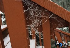 Tags: exposed, frost, previously, spider, unseen, webs (Pict. in My r/MILDLYINTERESTING favs)