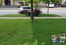 Tags: grass, greener (Pict. in My r/MILDLYINTERESTING favs)