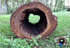 Tags: heart, log, out, rotted (Pict. in My r/MILDLYINTERESTING favs)