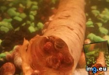 Tags: aquarium, bit, carrot, eat, skin, snails (Pict. in My r/MILDLYINTERESTING favs)