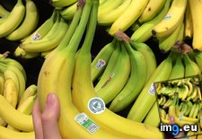 Tags: are, bananas, long, stems (Pict. in My r/MILDLYINTERESTING favs)