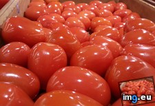 Tags: are, shiny, tomatoes (Pict. in My r/MILDLYINTERESTING favs)