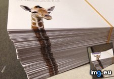 Tags: elongate, envelopes, giraffes, neck, printed, way (Pict. in My r/MILDLYINTERESTING favs)