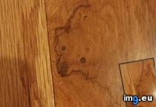 Tags: bear, floor, friend (Pict. in My r/MILDLYINTERESTING favs)