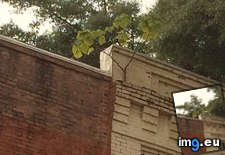 Tags: baby, building, growing, out, tree (Pict. in My r/MILDLYINTERESTING favs)
