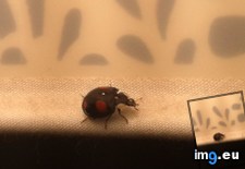 Tags: flying, ladybird, reverse, room (Pict. in My r/MILDLYINTERESTING favs)