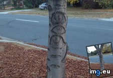 Tags: covered, eyes, house, tree (Pict. in My r/MILDLYINTERESTING favs)