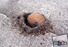 Tags: ant, ants, built, hill, nut (Pict. in My r/MILDLYINTERESTING favs)
