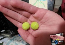Tags: balls, gumballs, shaped, tennis (Pict. in My r/MILDLYINTERESTING favs)
