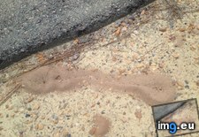 Tags: ant, colonies, created, people, road, two (Pict. in My r/MILDLYINTERESTING favs)