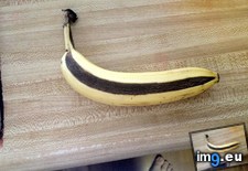 Tags: banana, faster, ripened, spot (Pict. in My r/MILDLYINTERESTING favs)