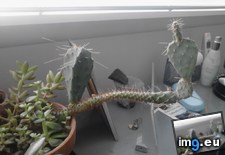 Tags: cactus, flipping, stupid (Pict. in My r/MILDLYINTERESTING favs)