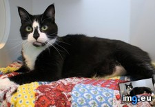 Tags: cat, face, local, shelter (Pict. in My r/MILDLYINTERESTING favs)