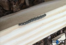 Tags: caterpillar, penguins (Pict. in My r/MILDLYINTERESTING favs)