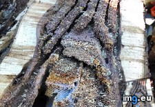 Tags: bee, hive, hollow, rotten, tree (Pict. in My r/MILDLYINTERESTING favs)