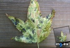 Tags: camouflage, leaf, pattern (Pict. in My r/MILDLYINTERESTING favs)
