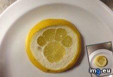 Tags: lemon, paw, print, slice (Pict. in My r/MILDLYINTERESTING favs)