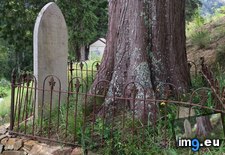 Tags: funeral, grave, grew, planted (Pict. in My r/MILDLYINTERESTING favs)