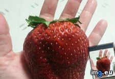 Tags: big, hand, palm, strawberry (Pict. in My r/MILDLYINTERESTING favs)