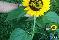 Tags: growing, sunflower (Pict. in My r/MILDLYINTERESTING favs)