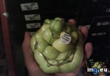 Tags: growing, shipment, tomato, tomatoes, was, work (Pict. in My r/MILDLYINTERESTING favs)