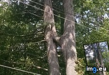 Tags: forked, grew, tree (Pict. in My r/MILDLYINTERESTING favs)