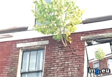 Tags: growing, house, tree (Pict. in My r/MILDLYINTERESTING favs)