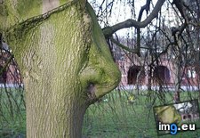 Tags: nose, tree (Pict. in My r/MILDLYINTERESTING favs)