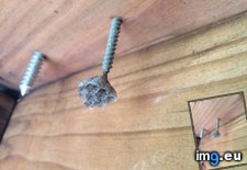 Tags: built, end, nest, screw, wasps (Pict. in My r/MILDLYINTERESTING favs)