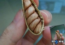 Tags: packed, peanut, tightly (Pict. in My r/MILDLYINTERESTING favs)