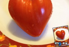 Tags: ate, heart, shaped, tomato (Pict. in My r/MILDLYINTERESTING favs)