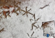 Tags: chickens, created, crossed, paths, snow, snowflake, two (Pict. in My r/MILDLYINTERESTING favs)