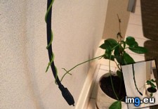 Tags: charger, grew, vine (Pict. in My r/MILDLYINTERESTING favs)