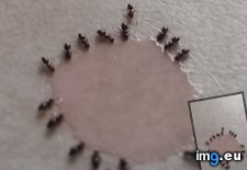 Tags: ants, eaten (Pict. in My r/MILDLYINTERESTING favs)
