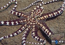 Tags: mimic, octopus (Pict. in Beautiful photos and wallpapers)