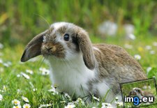 Tags: lop, mini, rabbit (Pict. in Beautiful photos and wallpapers)