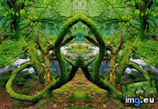 Tags: alamy, covered, ireland, killarney, mirror, moss, national, park, photo, trees (Pict. in Best photos of March 2013)