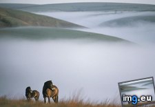 Tags: horses, misty (Pict. in National Geographic Photo Of The Day 2001-2009)