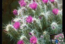 Tags: blossoms, cactus, california, claret, cup, desert, echinocereus, hedgehog, mojave (Pict. in Branson DeCou Stock Images)