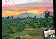Tags: brevifolia, california, desert, joshua, landscape, mojave, mountains, sunset, trees, yucca (Pict. in Branson DeCou Stock Images)